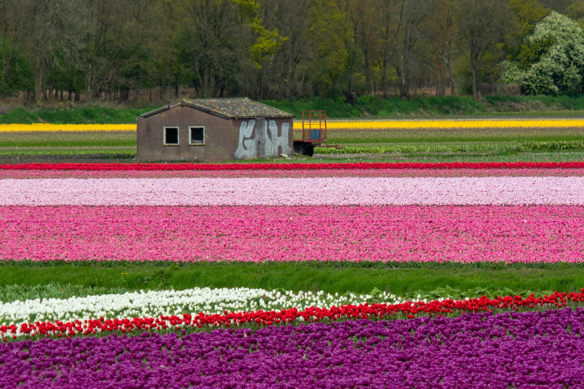 Kolorowe pola tulipanów wiosną z wiejską stodołą w tle